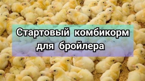Как подбирать качественный индюшиный комбикорм для бройлеров