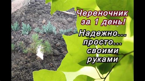 Как подготовить грунт перед посадкой голубых елей