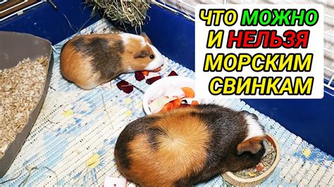 Как правильно давать гречку морским свинкам