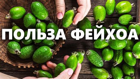 Как правильно использовать фейхоа для лечения подагры