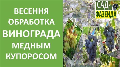 Как правильно обрабатывать виноград медным купоросом