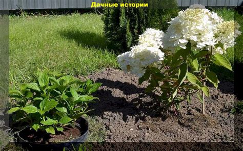 Как правильно обрезать метельчатую гортензию весной
