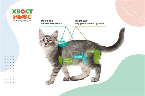 Как правильно толковать примету о кошке в ногах