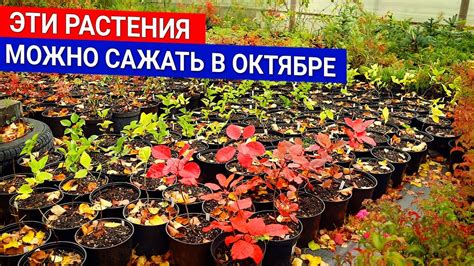 Как сажать саженцы осенью в октябре