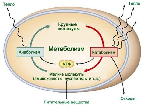 Кефир и метаболизм