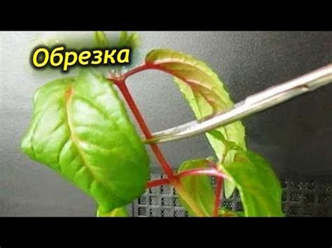 Когда подстригать фуксию: основные советы и рекомендации