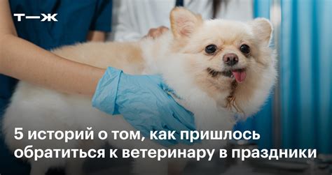 Когда следует обратиться к ветеринару: важные признаки
