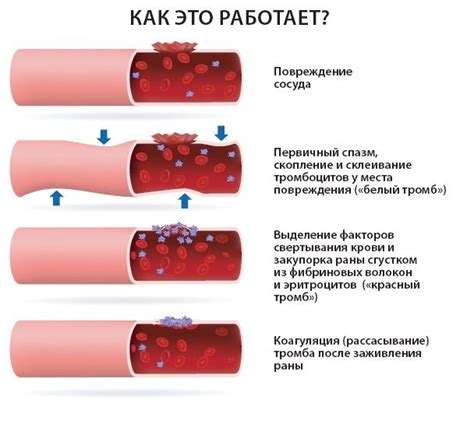 Контроль питания перед проведением коагулограммы