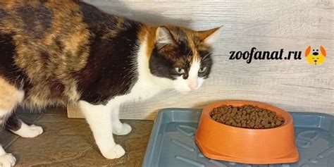 Кормление кота сухим кормом
