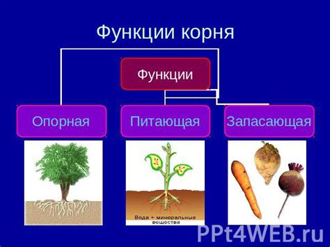 Корни и истоки сети