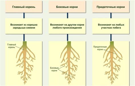 Корни себального самомнения