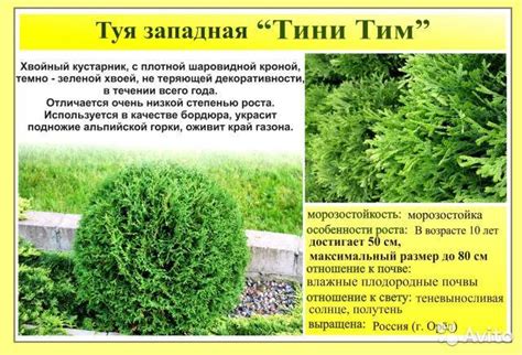 Корректное высаживание и последующий уход