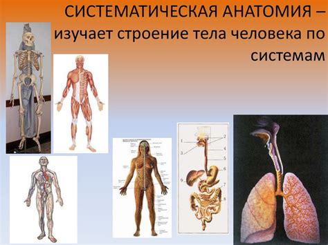 Краткий экскурс в анатомию человека и его реакцию на травму