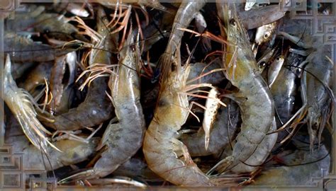 Креветки Черного моря: способы ловли и применение