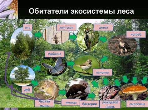 Крысы: роль в экосистеме и их особенности