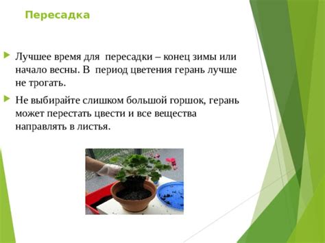 Лучшее время для пересадки герани