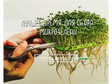 Лучшее время для сбора щавеля