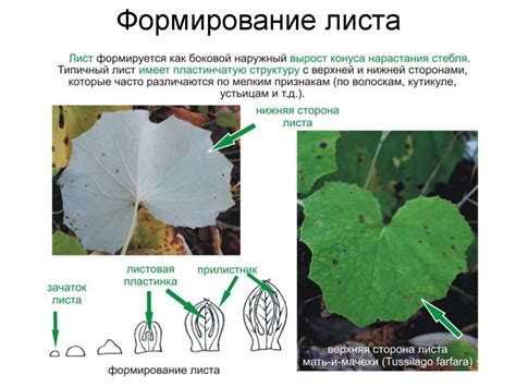 Май: формирование листьев