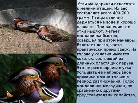 Мандаринки и их свойства