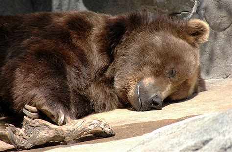 Медведь во время зимней спячки