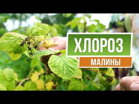 Методы высушивания листьев крапивы и малины