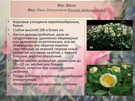 Методы деления кустов пионов