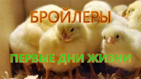 Методы кормления птенцов