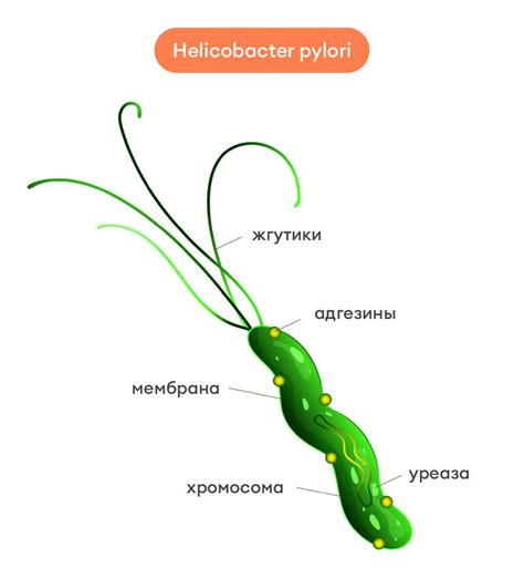 Методы передачи Helicobacter pylori