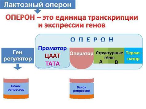 Механизмы усиления экспрессии молекул