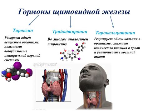 Механизм взаимодействия йода и щитовидной железы