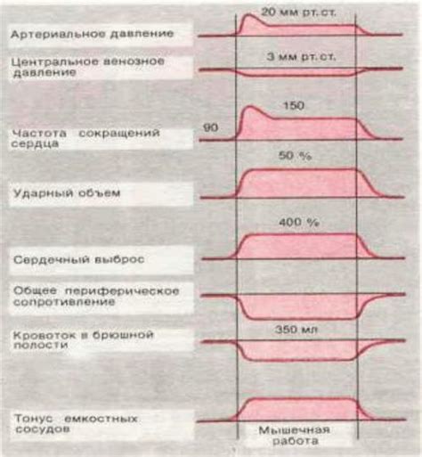 Механизм влияния задержки дыхания на давление