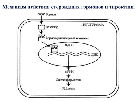 Механизм действия Л-тироксина на организм