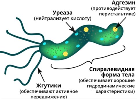 Мифы о распространении Helicobacter pylori через поцелуй