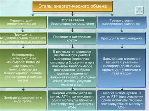 Мозг как потребитель калорий: особенности энергетического обмена