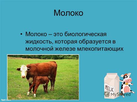Молоко как жидкость