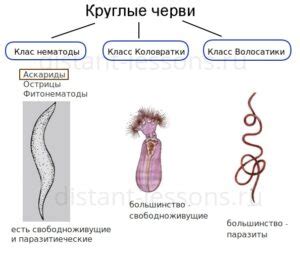 Момент в истории: появление круглых червей