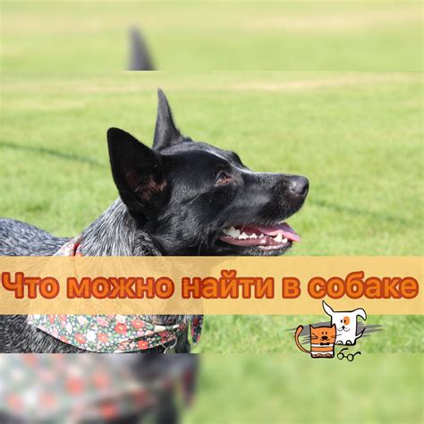 Находка собаки на кладбище: что делать