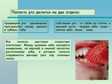 Негативные последствия для зубов и пищеварительной системы
