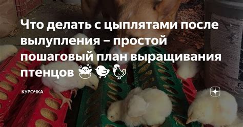 Негативный смысл сна о курице с цыплятами: что скрывается за символом