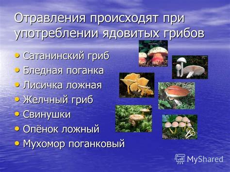 Неправильная обработка грибов