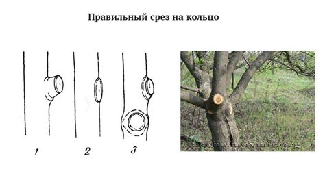 Обрезка и формирование капои