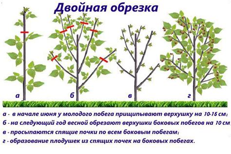 Обрезка плетей в начале и в конце сезона