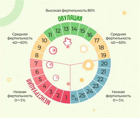 Окно возможности зачатия после овуляции