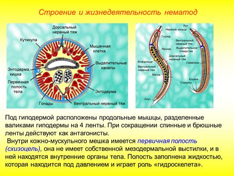 Определение круглых червей: черты и особенности