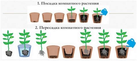 Определение лучших сроков пересадки