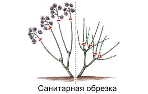 Определение момента укрытия гортензии