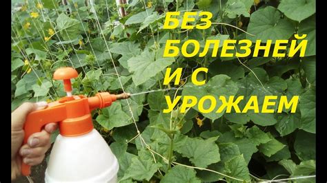 Опрыскивание как основное средство борьбы
