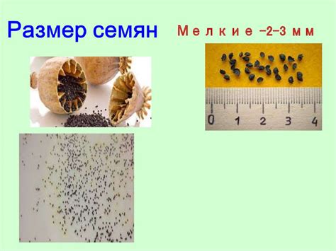 Оптимальная глубина посева фацелии в осеннее время