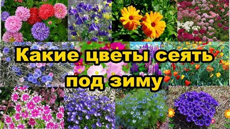 Оптимальное время для посева под зиму