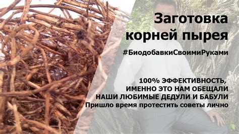 Оптимальное время для сбора корней пырея
